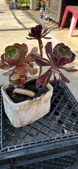 Love ❤️ plants. Black rose Aconium