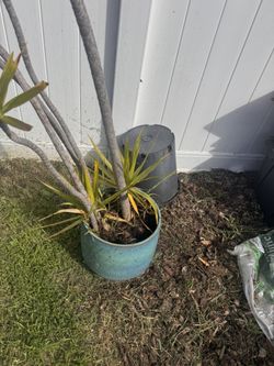 Tall Palm In Blue Pot