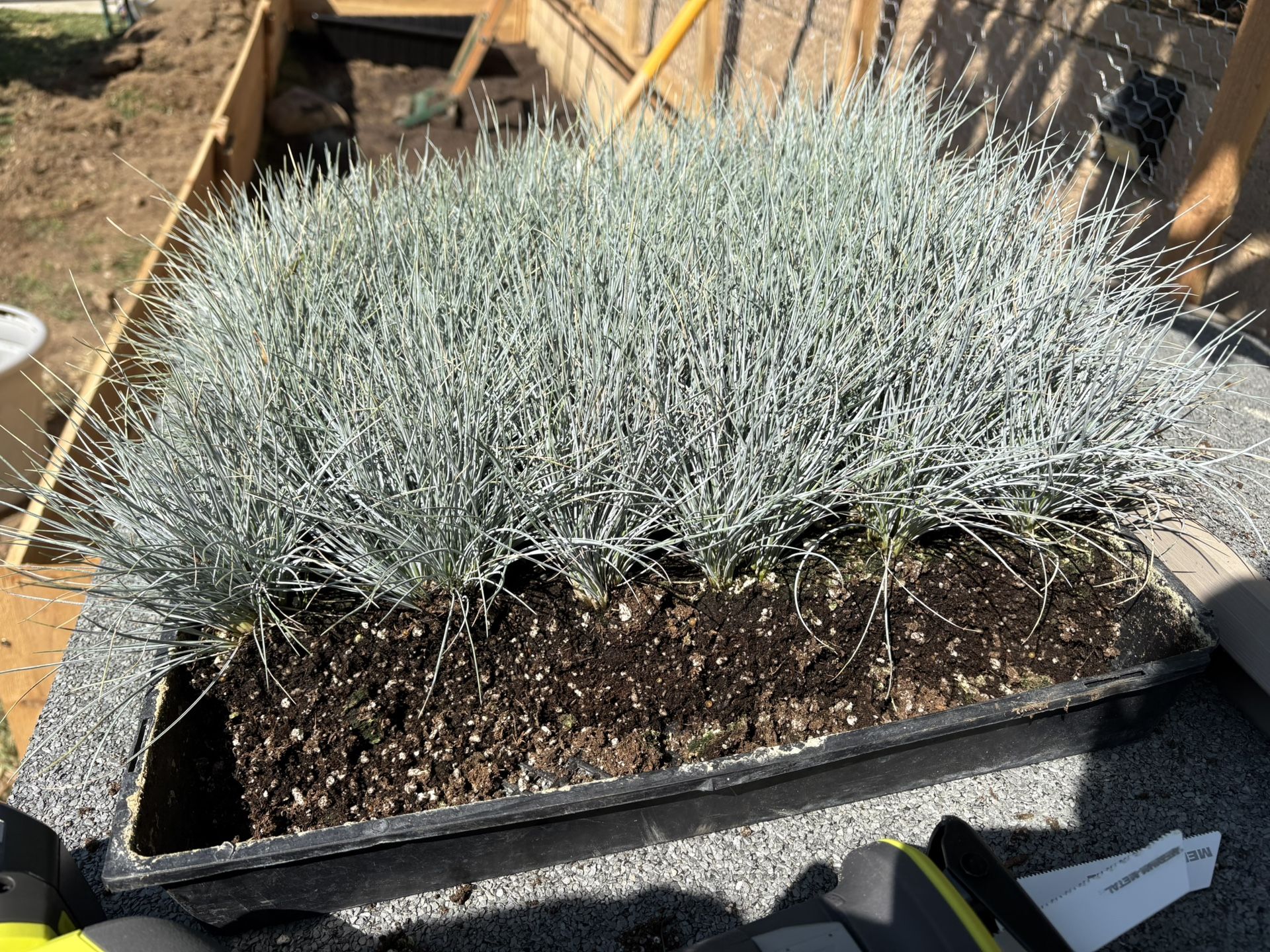 Blue Fescue Grass (Fescua glacua)