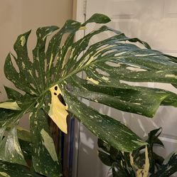 Plant Bundle huge Monstera Thai Constellation And Monstera Esqueleto (read description Below)