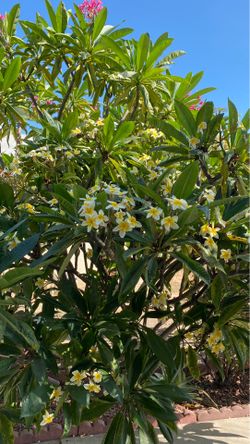 Plumerias $15