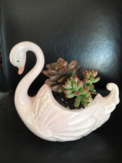 Real live succulents make great gifts