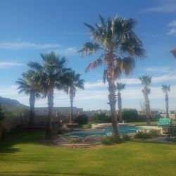 TRIMING PALMS