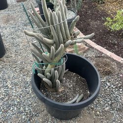 Tephrocactus articulatus var. inermis.  