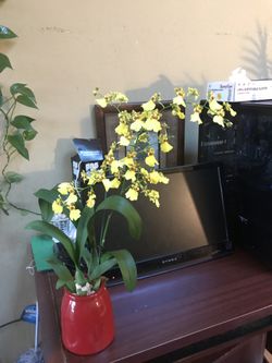 Live and beautiful flower plant in a pot.