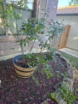 Rose bush