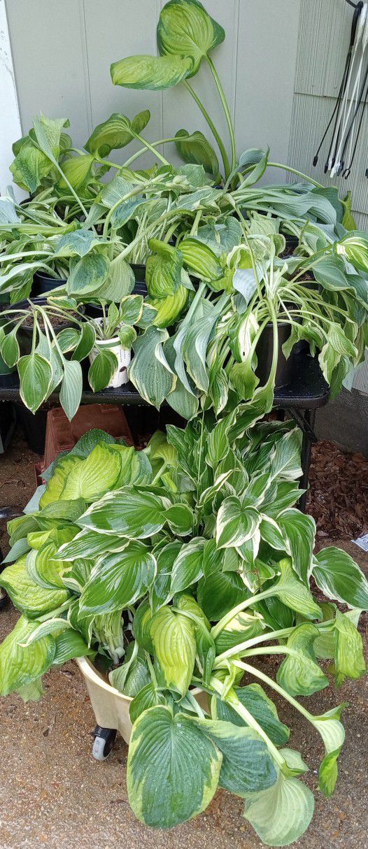 Assorted  Hosta  Plants
