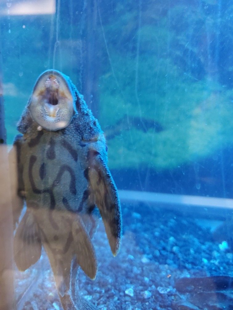 15 Exotic Plecos And Catfish - $400 for Everything Or Make Me An Offer