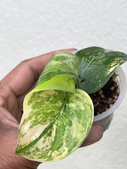 Scindapsus Jade Satin Aurea 