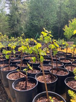 Grape plants, organically grown