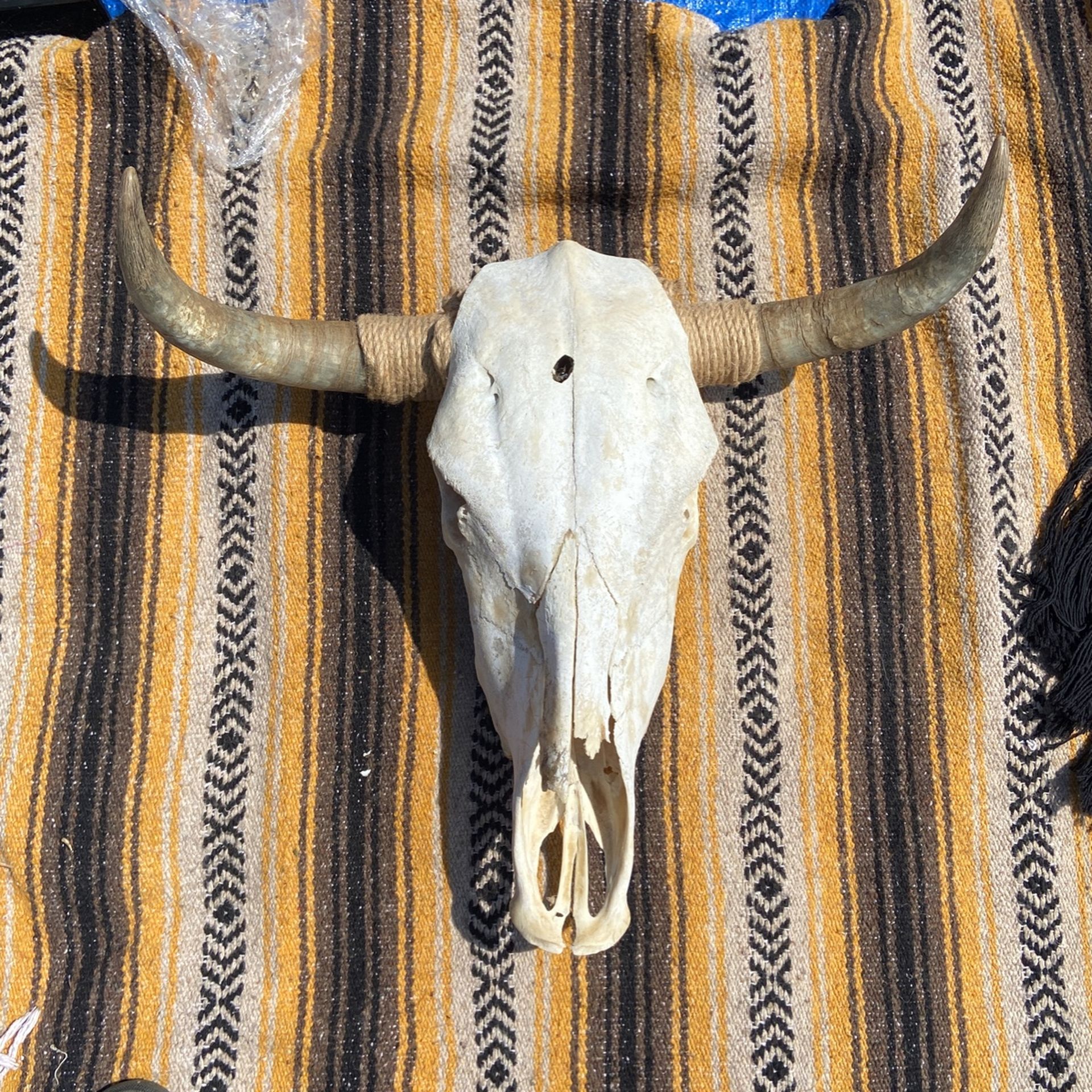 Authentic Cow Skull