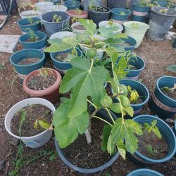 Fig tree