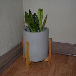 Eight Plants With Their Pots