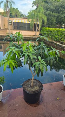 Keitt Mango Tree