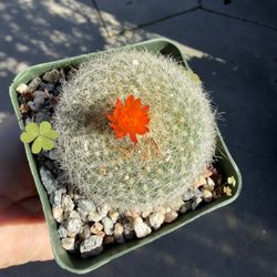 Blooming Cactus In 4” Pot 