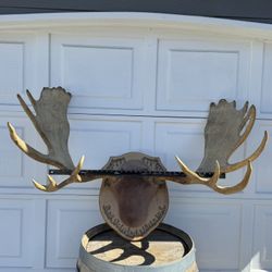 Large Moose Antlers 