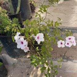 Pandorea Jasminoides  Plant 