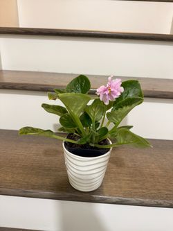 Light pink African violet plant blooming