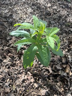 Plants - Young Healthy Shady Beautiful Flowering Tree, Started From Seedling of a Buckeye Tree, also known as “California Buckeye”.