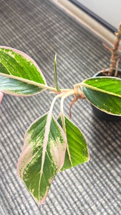 Aglaonema Pink Siam Aurora - Chinese Evergreen Houseplant - Rare Pink Variegated