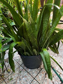 Snake plant