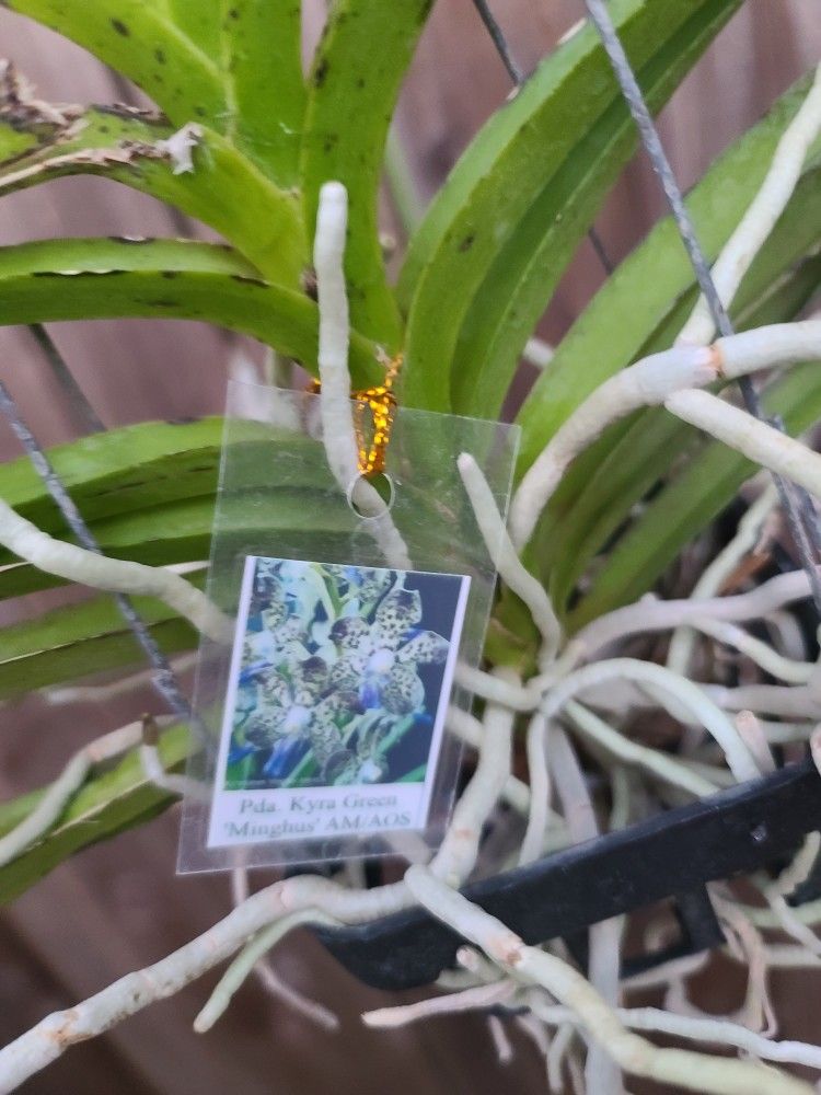 Vanda Plant 