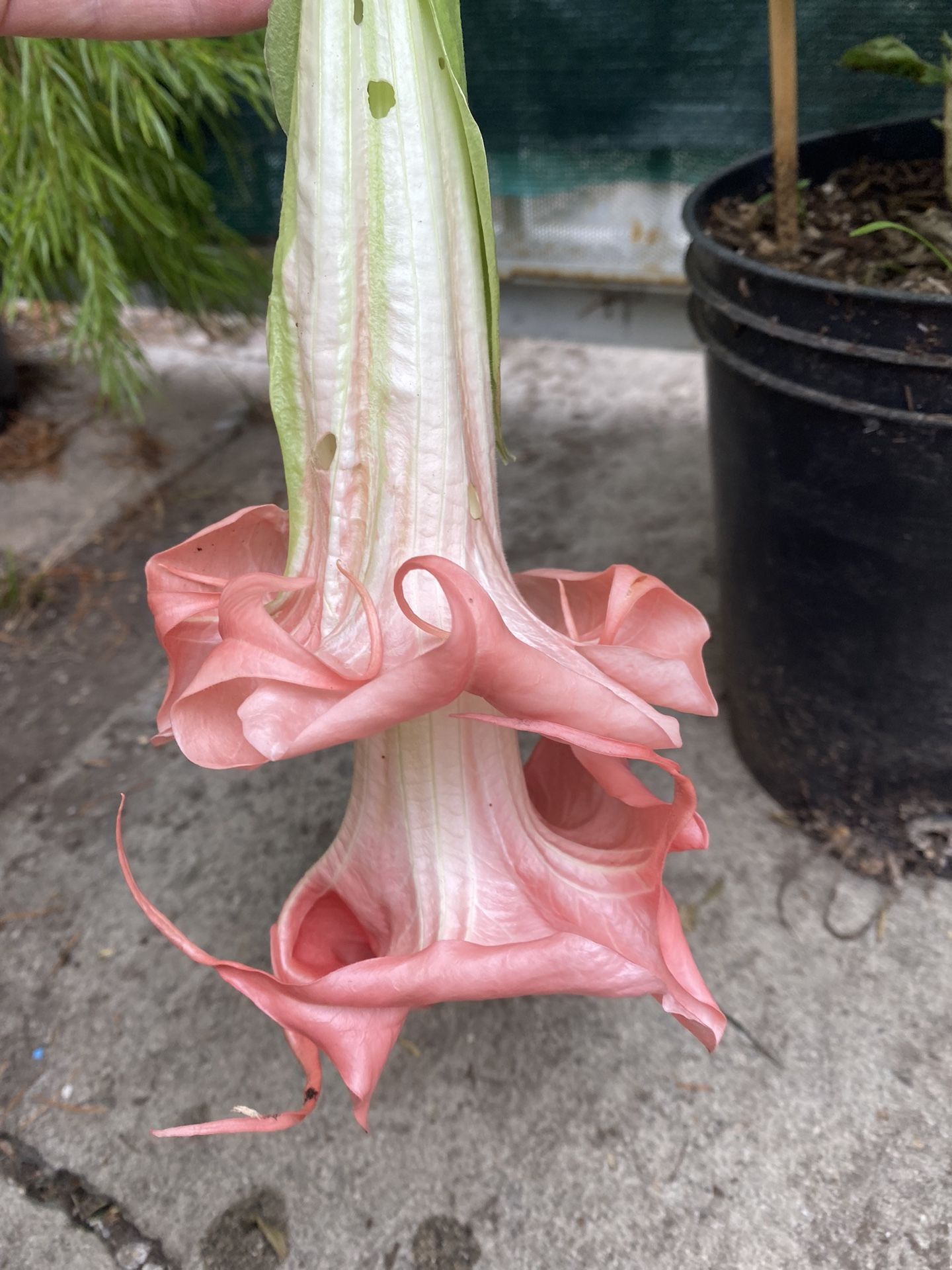 Ángel Trumpet Outdoor Blooming Double Flowers Plant, In 3 Gallons Pot Pick Up Only