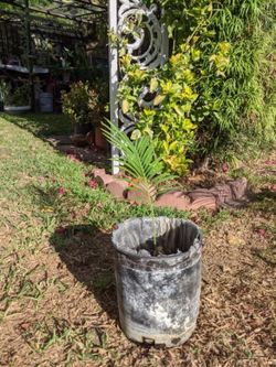 Sago Palm Tree Ready To Plant