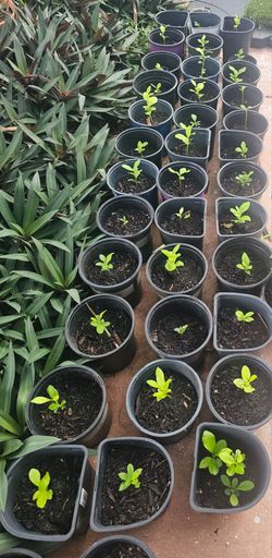 SMALL LEMON TREE......$ 15