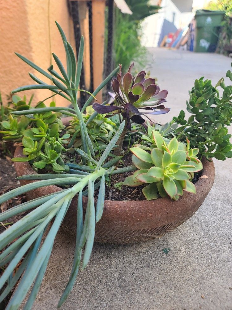 Succulents Plants