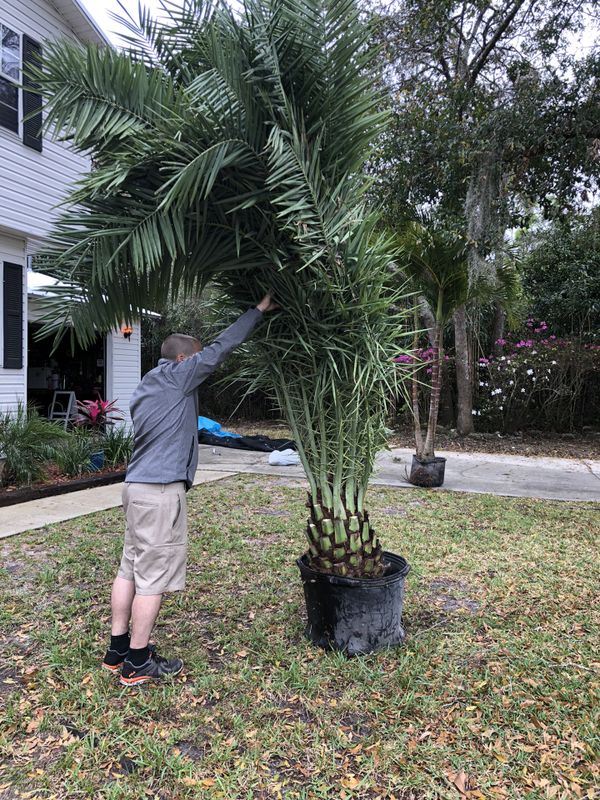 Sylvester Palm Tree. for Sale in St. Augustine, FL OfferUp