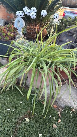 GREEN SPIDER PLANT
