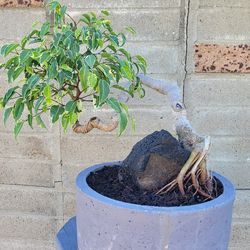 Ficus Bonsai Tree