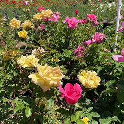 Hybrid Tea Roses And Iceberg roses