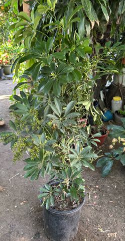 umbrella tree