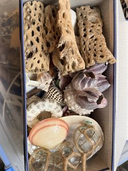 Sea Shells Large Selection