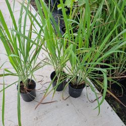 Grass Lemon 1gallon 3ft Tall 