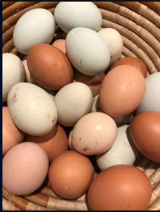 Fresh Eggs