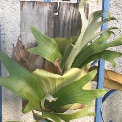 Staghorn Fern 