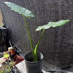 Alocasia Elephant ear