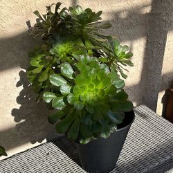 Succulent Live Plant 🪴 