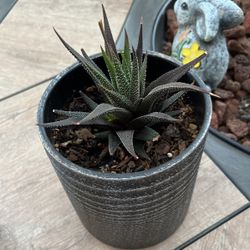 Zebra Live Plant 🌱 With The  Ceramic Pot 🪴 