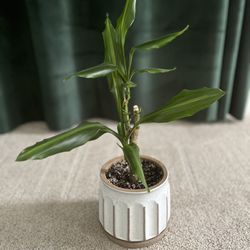 Dracaena fragrans / Corn Plant with Pot