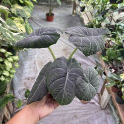 4” Alocasia Maharani