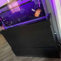 55 Galling Fish Tank 