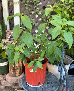 Muicle Plant