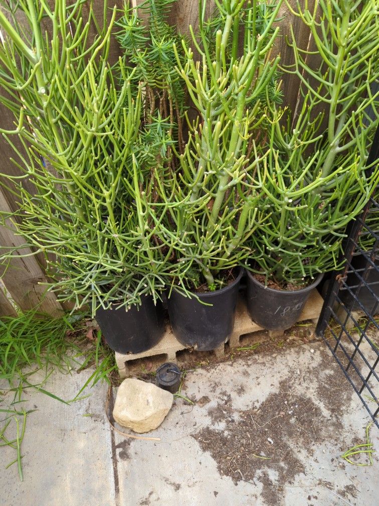 Fire stick Succulents