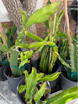 Red Dragon Fruit
