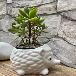 Succulent House Plant In Cute Small Pot 2.5"H.