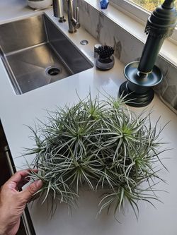 Tillandsia Airplant Gallito Clavel Del Aire